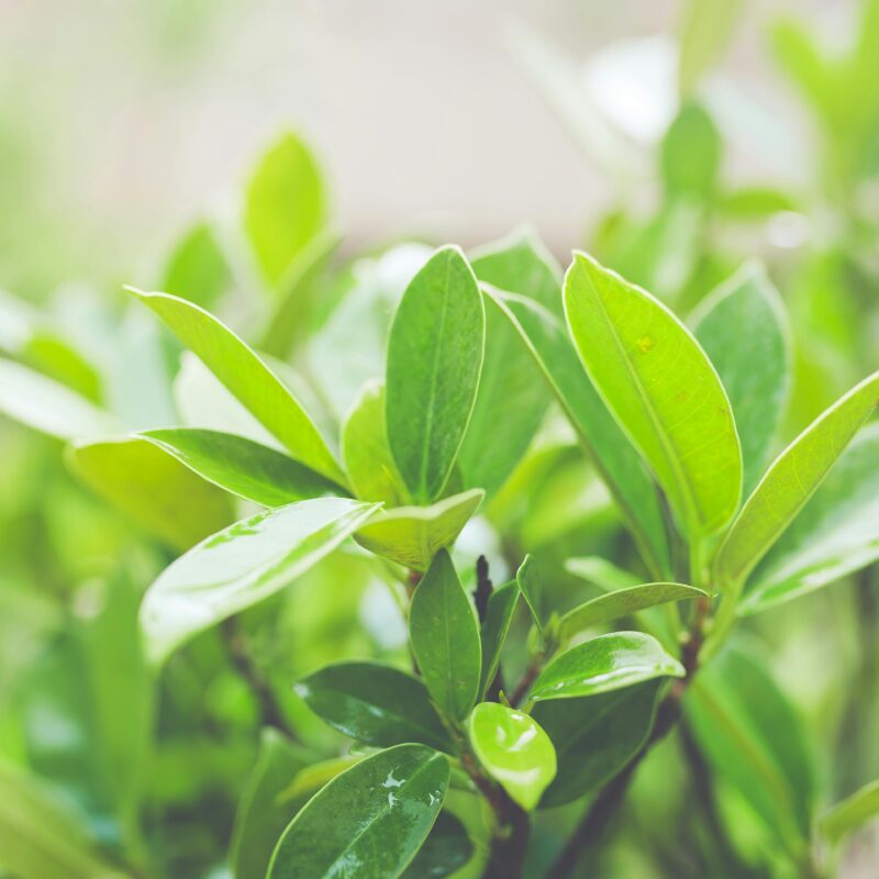 Ashwagandha supplement for stress relief and mental focus