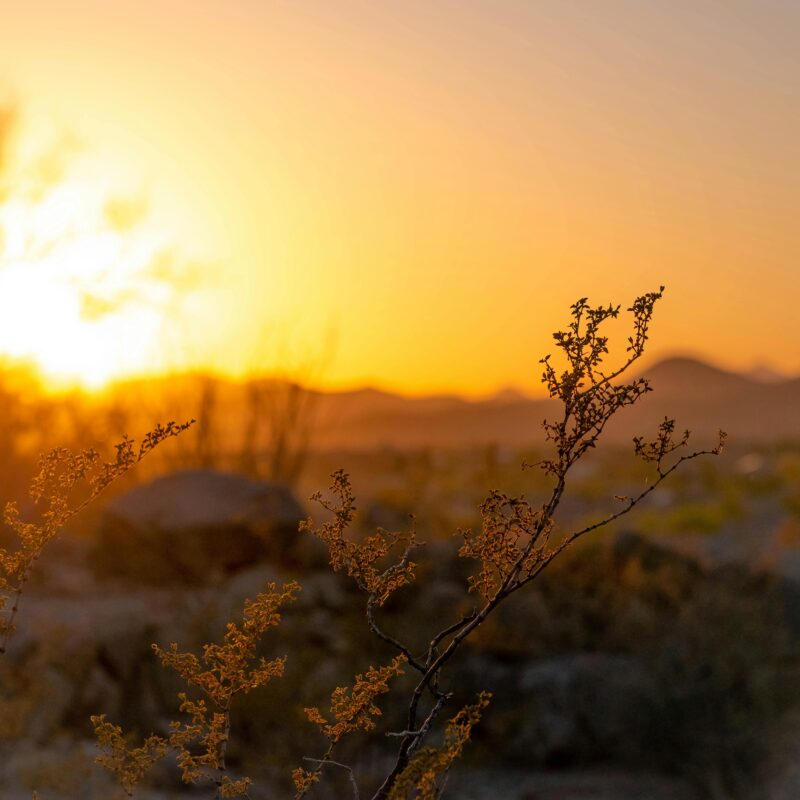 Vitamin D3 gummies for mood, bone health, and immune support